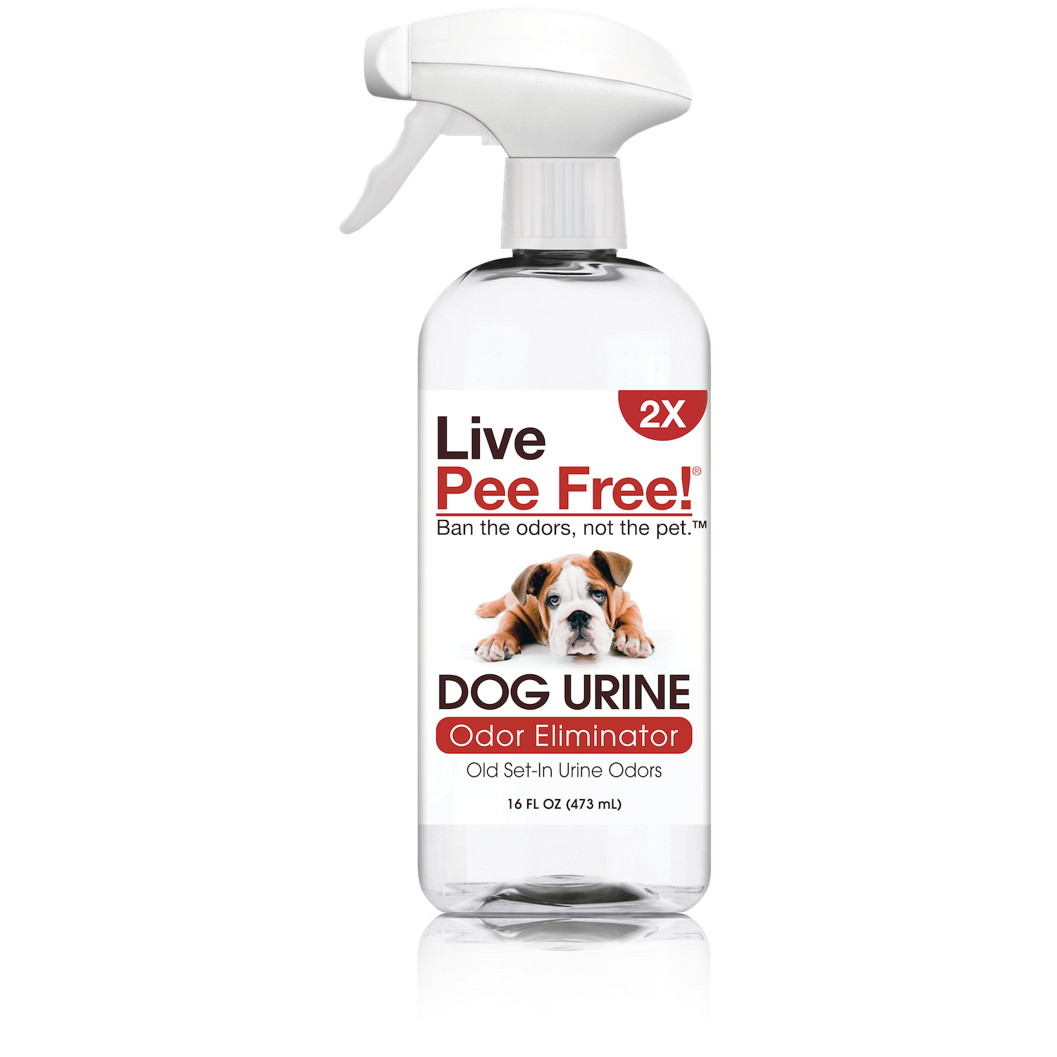 Dog urine smell eliminator outlet